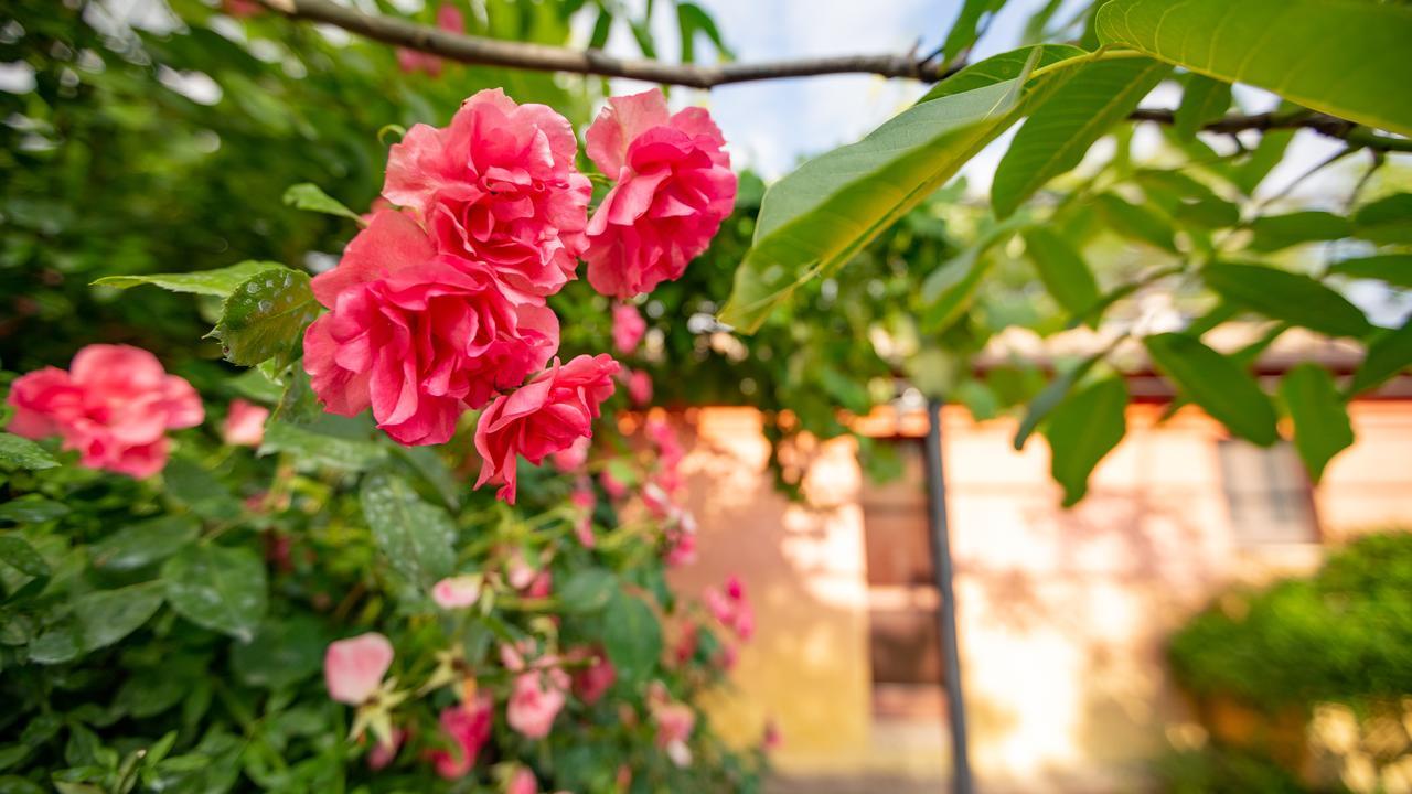Casa Rosa Guest House Santa Maria Lignano ภายนอก รูปภาพ